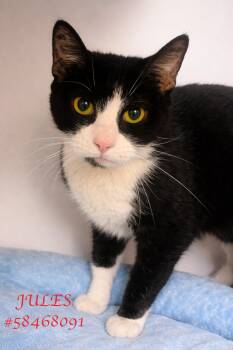 Tuxedo Cats Available for Adoption in Wilkes-barre, Pennsylvania - Jules  | PetCurious