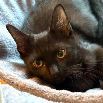 Stitch Ramishvili -  Domestic Short Hair Cat for Adoption in Merrifield, Virginia - Stitch Ramishvili | PetCurious