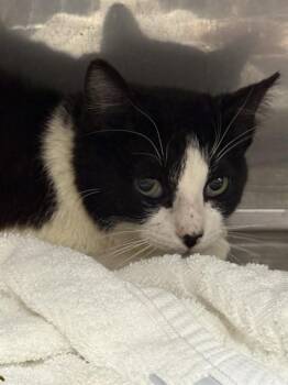 Domestic Short Hair Cats Available for Adoption - A068375 | PetCurious