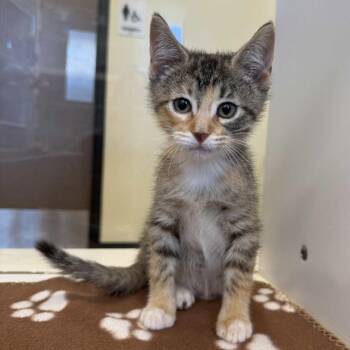 Joy -  Domestic Short Hair Cat for Adoption in Beaumont, Texas - Joy | PetCurious