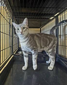 Laya -  Tabby Cat for Adoption in Perth Amboy, New Jersey - Laya | PetCurious