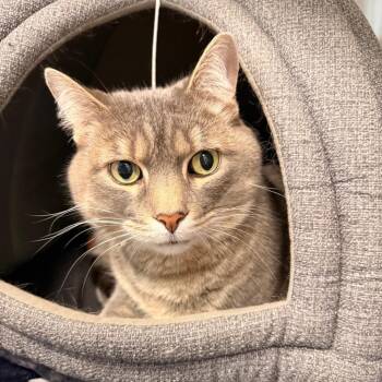 Beeps -  Domestic Medium Hair Cat for Adoption in Saint Charles, Missouri - Beeps | PetCurious