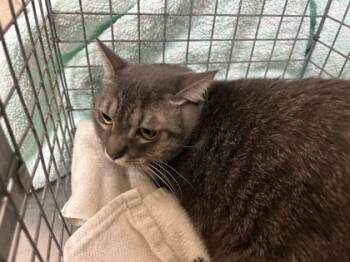 Rescue Domestic Short Hair Cats for Adoption in Honolulu, Hawaii - Saraswati | PetCurious