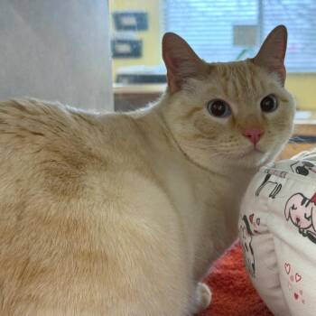 Domestic Short Hair Cats Available for Adoption - Kaiba | PetCurious