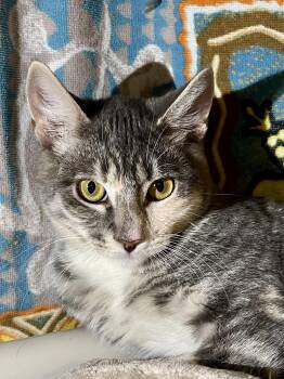 Flora (needs to be adopted with littermate) -  Domestic Short Hair Cat for Adoption in Oakland, California - Flora (needs To Be Adopted With Littermate) | PetCurious