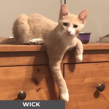 Rescue Domestic Short Hair Cats for Adoption in Toronto, Ontario - Wick | PetCurious