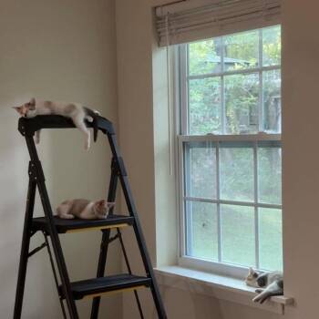 Myers -  Domestic Short Hair Cat for Adoption in Hattiesburg, Mississippi - Myers | PetCurious