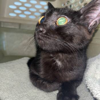 Rescue Domestic Short Hair Cats for Adoption in Melrose, Florida - Sabrina | PetCurious