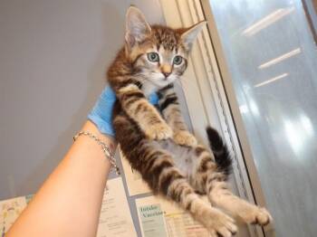Domestic Short Hair Cats Available for Adoption in San Jose, California - MILEY | PetCurious