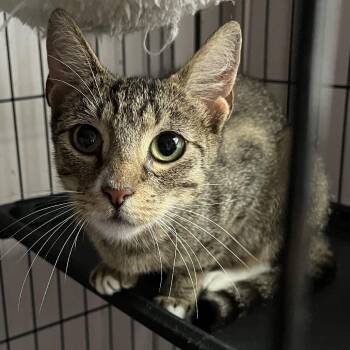 Muffin -  American Shorthair Cat for Adoption in Oceanside, New York - Muffin | PetCurious