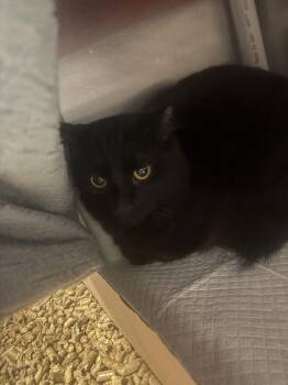 Spookster -  Domestic Short Hair Cat for Adoption in Cincinnati, Ohio - Spookster | PetCurious