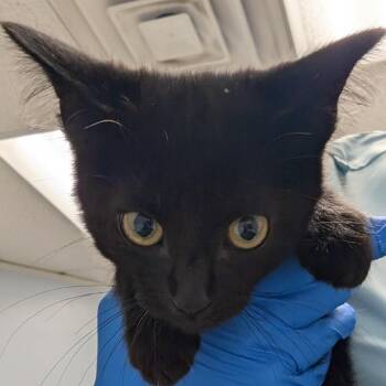 Pusheenosaurus -  Domestic Short Hair Cat for Adoption in Indianapolis, Indiana - Pusheenosaurus | PetCurious