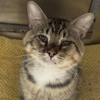 Teddy Ruxpin -  Domestic Short Hair Cat for Adoption in Matteson, Illinois - Teddy Ruxpin | PetCurious