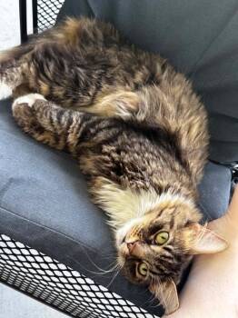 Charcoal -  Maine Coon and Domestic Long Hair Cat for Adoption in Lewistown, Pennsylvania - Charcoal | PetCurious