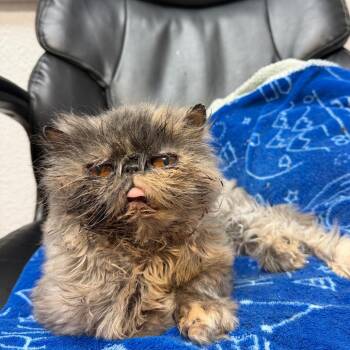 Meredith Grey -  Persian Cat for Adoption in Lakeland, Florida - Meredith Grey | PetCurious