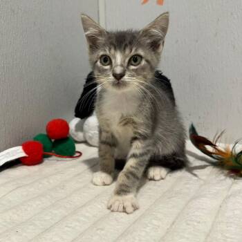 Liam -  Domestic Short Hair Cat for Adoption in Tampa, Florida - Liam | PetCurious