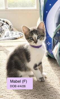 Mabel -  Domestic Short Hair and Tabby Cat for Adoption in Vacaville, California - Mabel | PetCurious