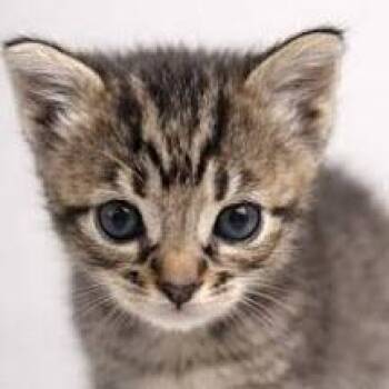 Eros -  Domestic Short Hair Cat for Adoption in Jeffersonville, Indiana - Eros | PetCurious