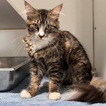 MASON -  Domestic Short Hair Cat for Adoption in Methuen, Massachusetts - MASON | PetCurious