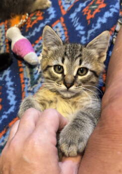 Rescue Domestic Short Hair Cats for Adoption in Walled Lake, Michigan - Guapo | PetCurious