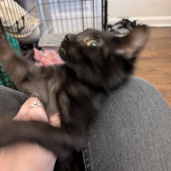 Gremlin -  Domestic Short Hair Cat for Adoption in Evanston, Illinois - Gremlin | PetCurious