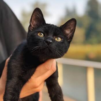 Thistle -  Domestic Short Hair Cat for Adoption in Portland, Oregon - Thistle | PetCurious