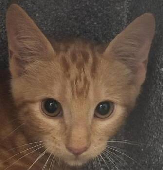 Newman -  Domestic Short Hair Cat for Adoption in Brenham, Texas - Newman | PetCurious