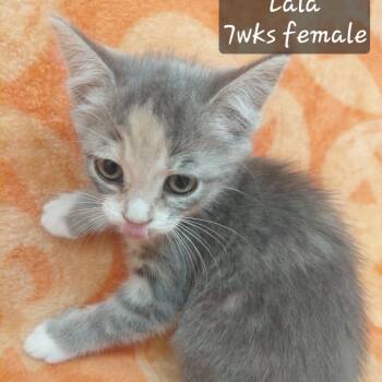 Lala -  Domestic Short Hair Cat for Adoption in New Tazewell, Tennessee - Lala | PetCurious