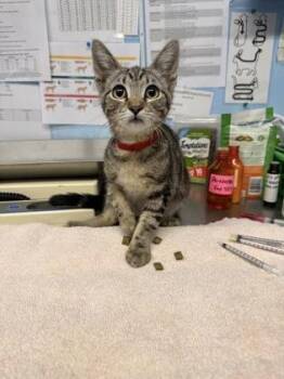 Defendant -  Domestic Short Hair Cat for Adoption in Roseville, California - Defendant | PetCurious