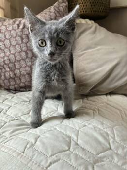 Sterling -  Domestic Short Hair Cat for Adoption in Brockport, New York - Sterling | PetCurious
