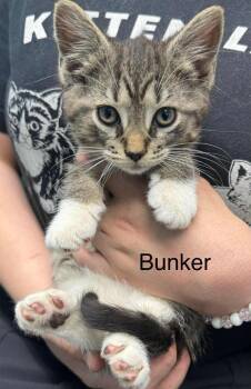 Domestic Short Hair Cats Available for Adoption - Minnie | PetCurious