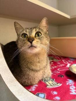 Momma Mimosa -  Domestic Short Hair Cat for Adoption in Osseo, Michigan - Momma Mimosa | PetCurious