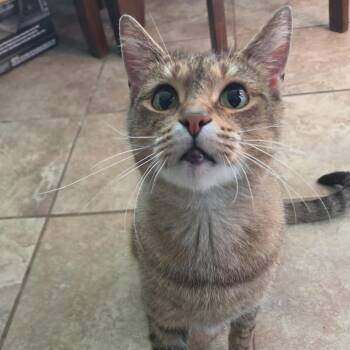 Clarice -  Domestic Short Hair Cat for Adoption in Royal Oak, Michigan - Clarice | PetCurious