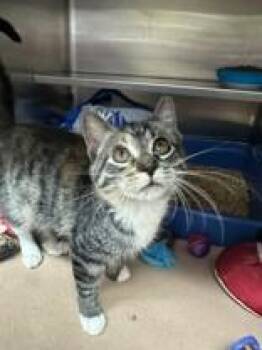 Issa -  Domestic Short Hair Cat for Adoption in Manitowoc, Wisconsin - Issa | PetCurious