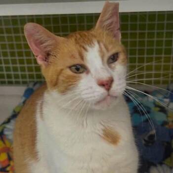 Maui -  American Shorthair Cat for Adoption in Lancaster, South Carolina - Maui | PetCurious