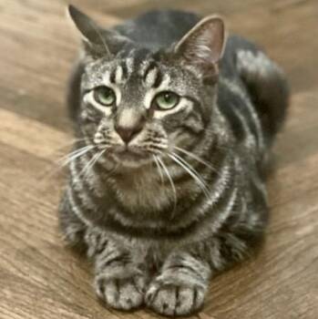 Rescue Domestic Short Hair Cats for Adoption in New York, New York - Diego & Botticelli | PetCurious