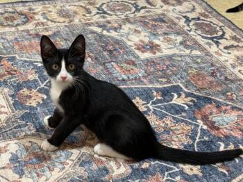 Regan -  Domestic Short Hair Cat for Adoption in San Antonio, Texas - Regan | PetCurious