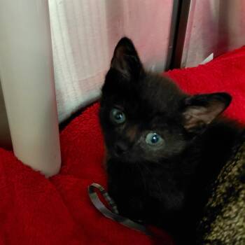 Shirley -  Domestic Short Hair Cat for Adoption in Philadelphia, Pennsylvania - Shirley | PetCurious