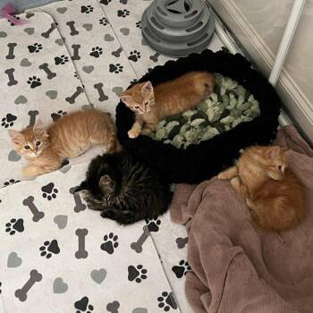 Domestic Short Hair Cats Available for Adoption in Candler, North Carolina - Apple Pandowdy | PetCurious