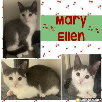 Rescue Domestic Short Hair Cats for Adoption in Clearfield, Pennsylvania - Mary Ellen | PetCurious