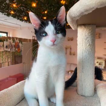 Johnny (Male Kitten) -  Domestic Short Hair Cat for Adoption in Los Altos, California - Johnny (Male Kitten) | PetCurious