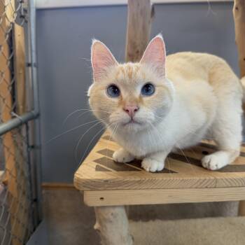 Casper -  Siamese Cat for Adoption in Chisholm, Minnesota - Casper | PetCurious