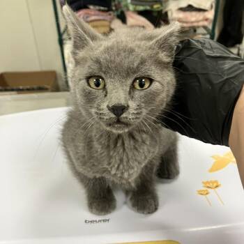 Domestic Short Hair Cats Available for Adoption in Las Cruces, New Mexico - Jedi | PetCurious