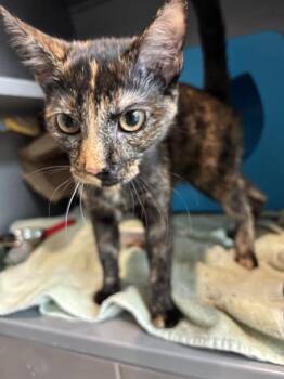 LUNA -  Domestic Short Hair Cat for Adoption in Leesburg, Virginia - LUNA | PetCurious