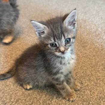 Stefy -  Domestic Long Hair and Extra Toes Cat Hemingway Polydactyl Cat for Adoption in La Grange, Kentucky - Stefy | PetCurious