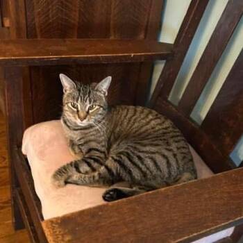 Domestic Short Hair Cats Available for Adoption - Casey | PetCurious