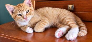 Danny -  Domestic Short Hair and Tabby Cat for Adoption in Skyline, Minnesota - Danny | PetCurious