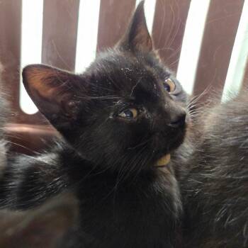 Rhaenyra -  Domestic Short Hair Cat for Adoption in Chattanooga, Tennessee - Rhaenyra | PetCurious