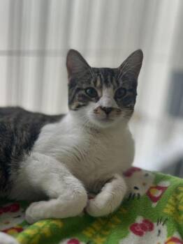 Domestic Short Hair Cats Available for Adoption - House | PetCurious
