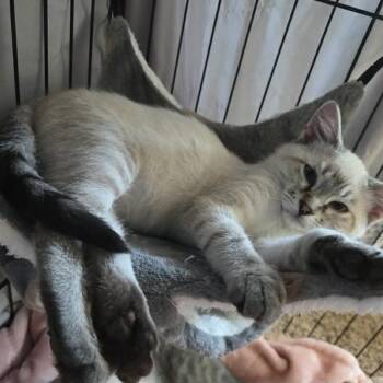 Baretta Lamoree -  Domestic Short Hair Cat for Adoption in Eagle Mountain, Utah - Baretta Lamoree | PetCurious